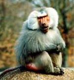 Arquivo:Macaco.jpg