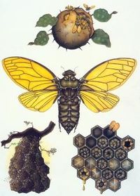 Abelhagigante.jpg