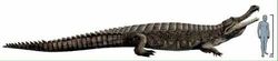 Sarcosuchus.jpg